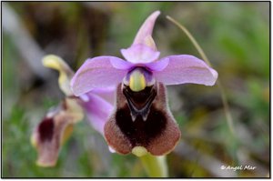 Ophrys tenthredinifera