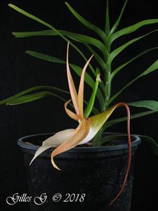 Angraecum viguieri