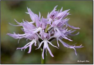 Orchis italica