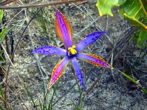 Thelymitra speciosa