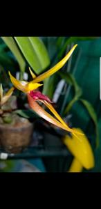 Bulbophyllum trigonosepalum