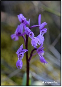 Orchis olbiensis