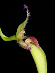 Bulbophyllum fascinator