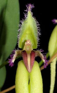 Bulbophyllum fascinator