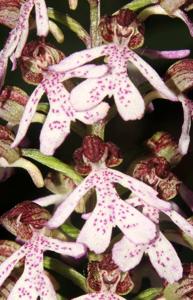 Orchis purpurea subsp. purpurea