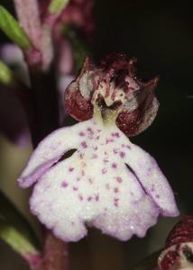 Orchis purpurea subsp. purpurea