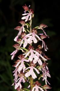 Orchis purpurea subsp. purpurea