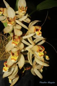 Coelogyne swaniana