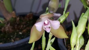 Lycaste tricolor