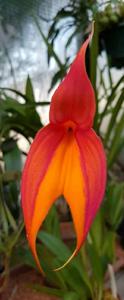 Masdevallia veitchiana