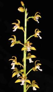 Oreorchis micrantha