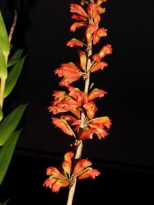 Dendrobium faciferum