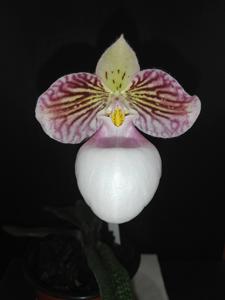 Paphiopedilum micranthum var. eburneum