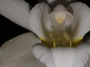 Coelogyne nervosa