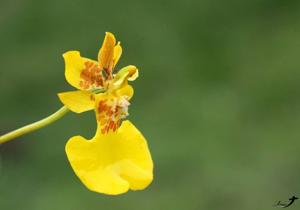 Otoglossum globuliferum