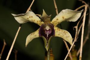 Oxystophyllum atropurpureum