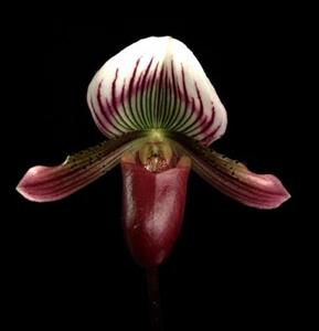 Paphiopedilum barbatum