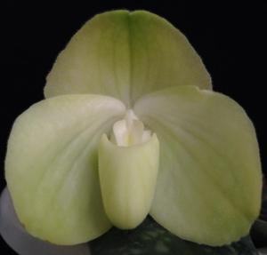 Paphiopedilum bellatulum