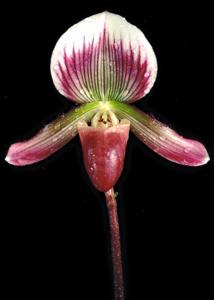 Paphiopedilum callosum var. sublaeve