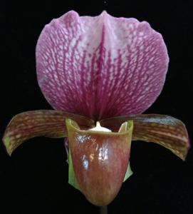 Paphiopedilum charlesworthii