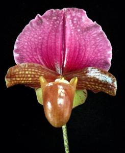 Paphiopedilum charlesworthii