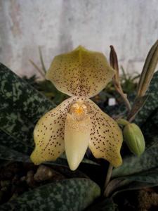 Paphiopedilum concolor