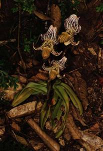 Paphiopedilum fairrieanum