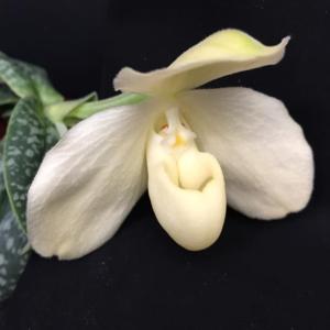 Paphiopedilum godefroyae var. godefroyae