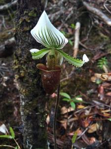 Paphiopedilum hennisianum