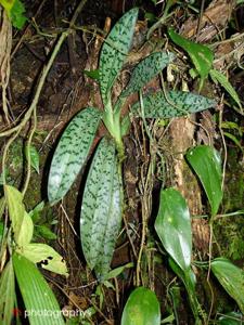 Paphiopedilum javanicum