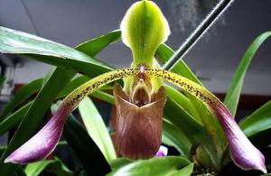Paphiopedilum lowii