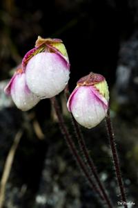 Paphiopedilum micranthum