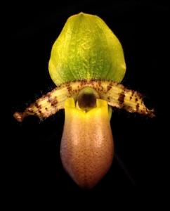 Paphiopedilum primulinum var. purpurascens