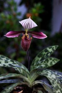 Paphiopedilum purpuratum