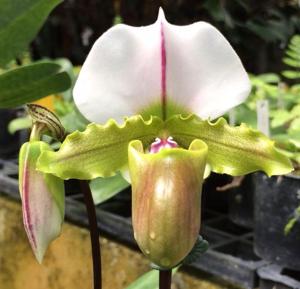 Paphiopedilum spicerianum