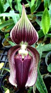 Paphiopedilum superbiens var. curtisii