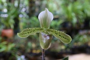 Paphiopedilum tonsum
