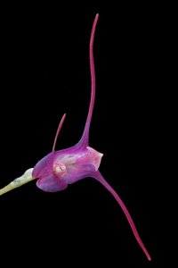 Porroglossum teaguei