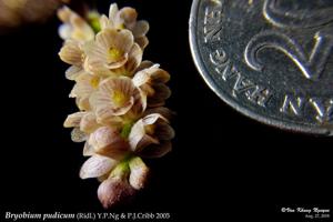 Bryobium pudicum
