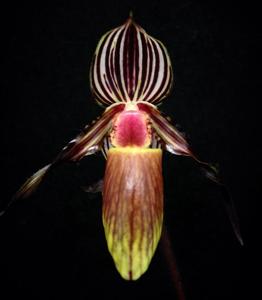 Paphiopedilum wilhelminae