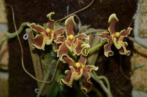 Paraphalaenopsis labukensis