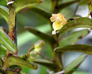 Pelatantheria ctenoglossum