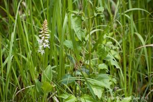 Peristylus constrictus