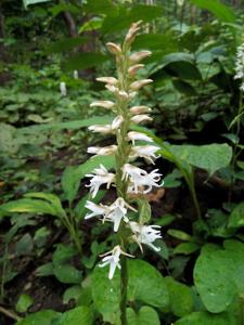 Peristylus constrictus