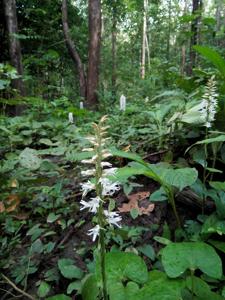 Peristylus constrictus