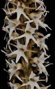 Peristylus constrictus