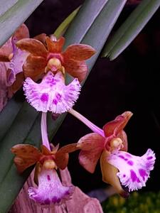 Vanda flabellata
