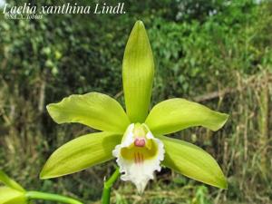 Cattleya xanthina