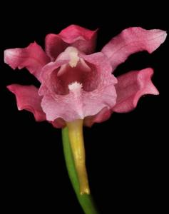 Phaius mishmensis