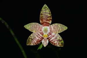 Phalaenopsis amboinensis